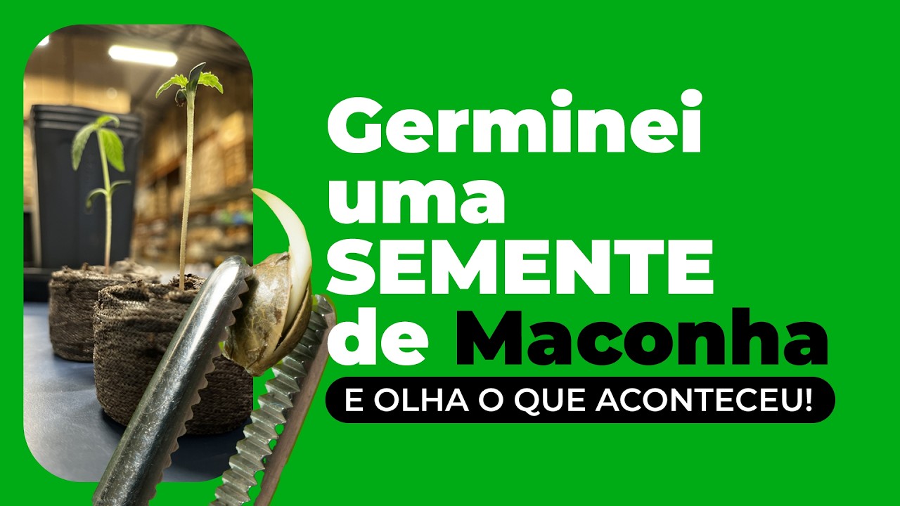 Germinar Semente de Cannabis Rápido e Fácil! Passo a Passo para Brotar Semente de Maconha