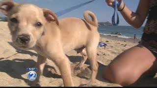 Pets banned from many Oahu beaches, leash required at others