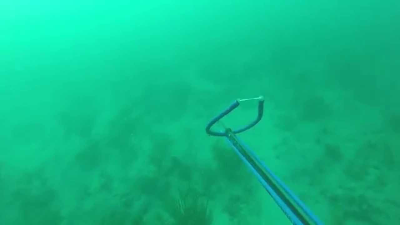 Spearfishing Boca Raton FL Red Grouper - YouTube