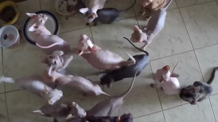 Watch the video about 😻Stressful Sphynx hunger #hairlesscat #cat #kitten