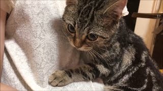 妹の胸の中で甘えまくる子猫