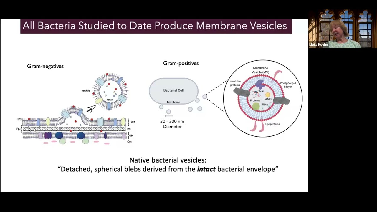 Bacterial Vesicle-Mediated Interkingdom Communication by Meta Kuehn