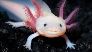 Top 10 Strangest Animals Exist on Earth
Top 10 Strangest Animals Exist on Earth:
10. Pink Fairy Armadillo
Scientific Name - Chlamyphorus Truncatus
9. Sun Bear
Scientific Name - Helarctos Malayanus
8. Axolotl
Scientific Name - Ambystoma Mexicanum
7. Dumbo Octopus
Scientific Name - Grimpoteuthis
6. Saiga Antelope
Scientific Name - Saiga Tatarica
5. Shoebill
Scientific Name - Balaeniceps Rex
4. Fossa
Scientific Name - Cryptoprocta Ferox
3. Sarcastic Fringehead
Scientific Name - Neoclinus Blanchardi
2. Gerenuk
Scientific Name - Litocranius Walleri
1. Atretochoana
Scientific Name - Atretochoana Eiselti
IMAGE SOURCE: Google Search
MUSIC: Epidemicsound
SOURCE: http://orzzzz.com/top-10-strangest-animals-you-probably-didnt-know-exist.html Top 10 Strangest Animals Exist on Earth