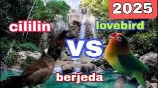 masteran cililin vs Lovebird full tembakan ! suara asli dan berjeda