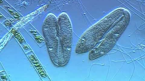 Paramecium conjugation