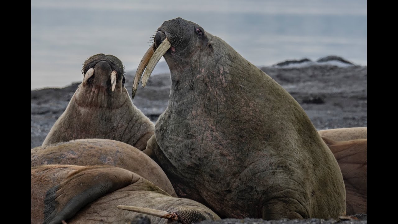 Svalbard, Part Three (Final) - YouTube