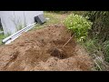 人力で柿の木を移植