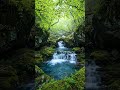 Peaceful Forest River Sounds 🌿 Relaxing Nature Water Flow for Sleep &amp; Meditation