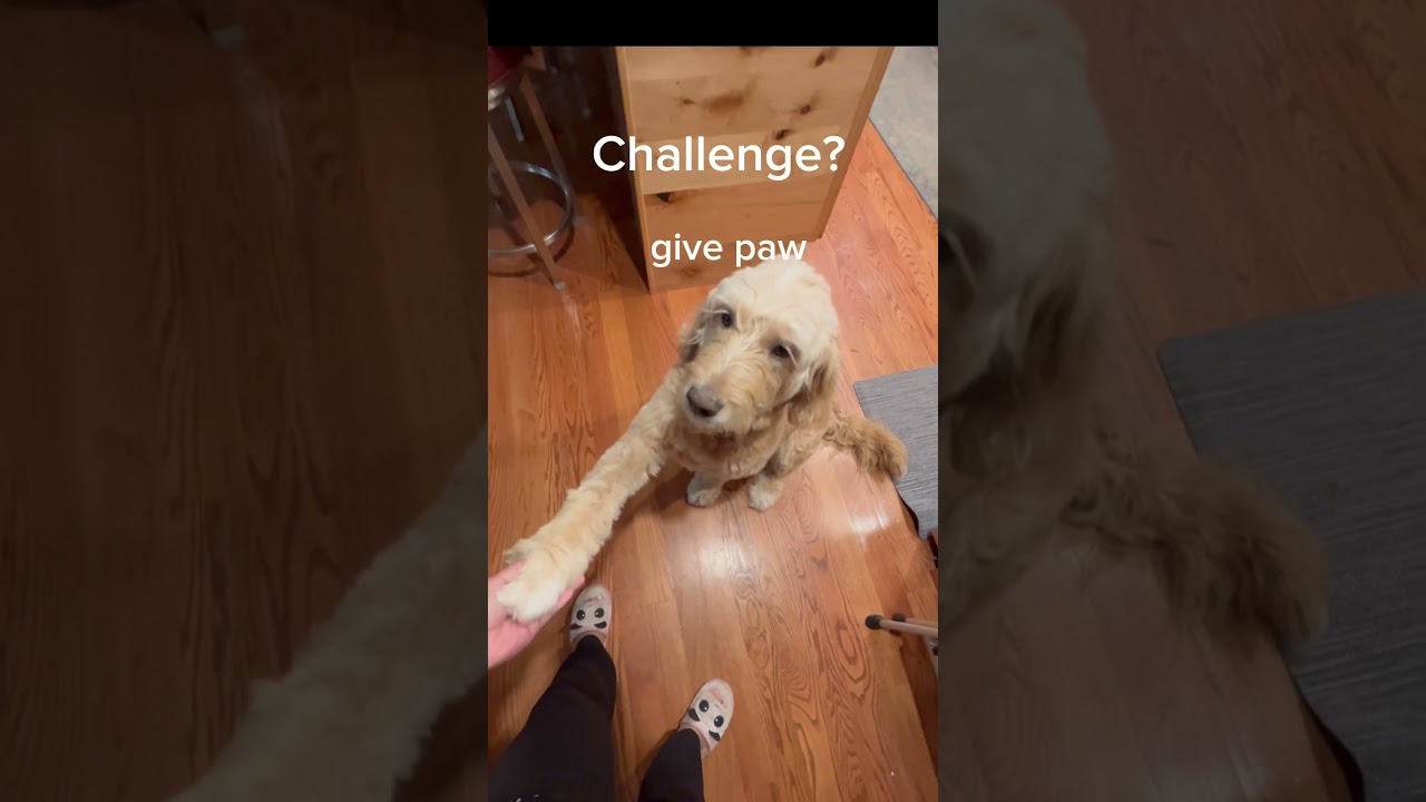Viral hAnDs in, siT,  & give paw in dog challenge ☺️