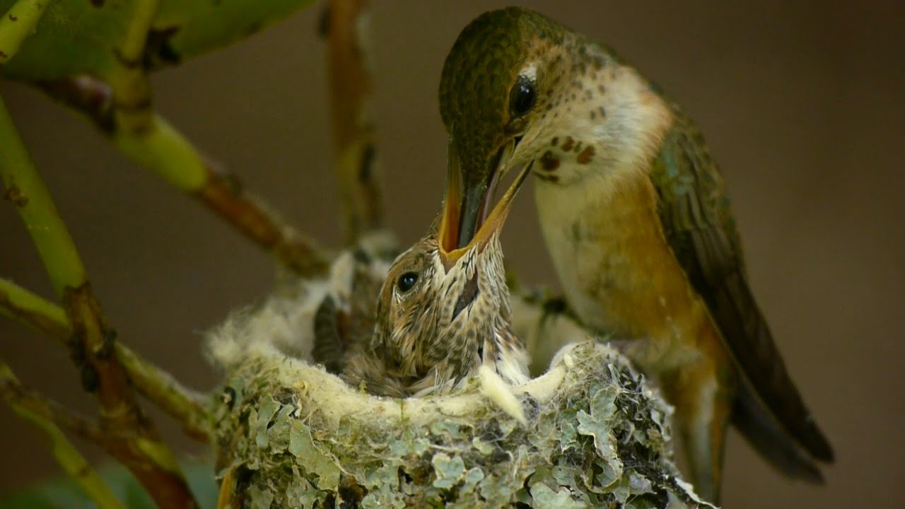 bird feeding babies