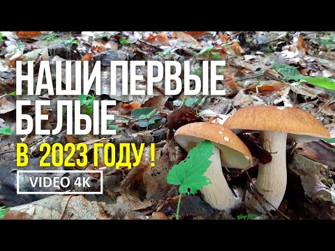 НАШИ ПЕРВЫЕ БЕЛЫЕ В 2023 ГОДУ ! 31 мая 2023 года Сбор грибов белых и лисичек.