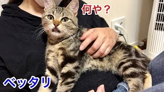 おやすみ前に妹にベッタリ甘えないと気が済まない猫