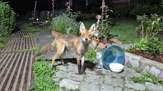(1311) Лиса приходит в гости. Июнь 2026