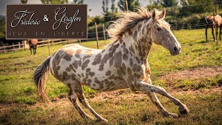 Frédéric Et Girafon Jeux En Liberté Au Pré