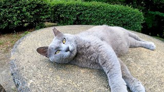 遊歩道で散歩していたらグレーの猫がモフられにやってきた