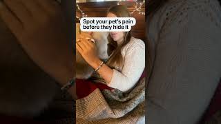 Quick Guide to Spotting Pet Distress