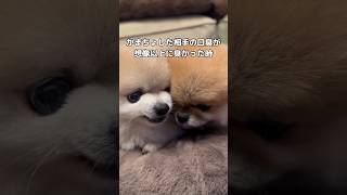 顔にめり込むくらいかまちょしてたら当然の報いを受け、しかも予想以上に相手の口が臭かった時の反応 #ポメラニアン #かまちょ #shorts