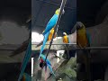 මැකෝ... 🐦🐦#shortvideo #birds