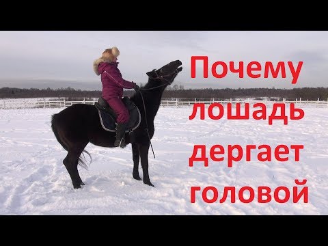 Почему лошадь дёргает головой