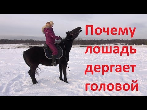 Почему лошадь дёргает головой