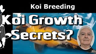 How To Grow MASSIVE KOI (Complete Koi Growth Guide 2025).