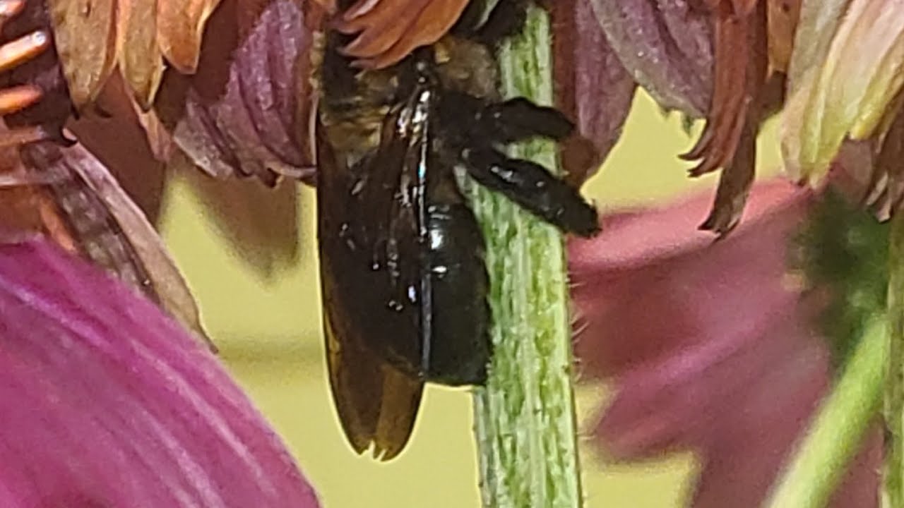Batty Bee Betty Bee hanging around #pollinators #viral #carpenterbee # ...
