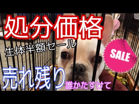 売れ残り フレンチ ブルドッグ ペットショップにいる犬の売れ残りについてです。