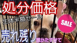 【初公開】まだ「商品」だった頃の愛犬は売れ残り値下げ犬でした【フレブル/仔犬】