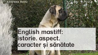 English Mastiff: istorie, aspect, caracter și sănătate