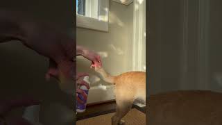 Meet Our Booty Spray For Dogs And Cats Itchy S, Scooting, & Post-Gland Expression Recovery