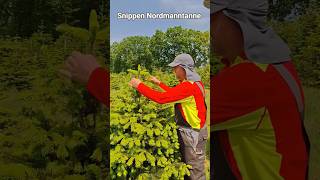 Nordmanntanne in Form bringen: So geht Snippen🌲 Shaping a Nordmann fir: Here's how to do snipping 🌲