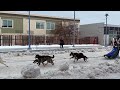 Sled Dog Racing in Anchorage, Alaska