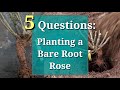 5 Questions: How to Plant a Bare Root Rose