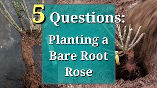 5 Questions: How to Plant a Bare Root Rose