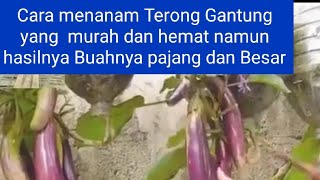 Cara Menanam Benihbiji Terong Panjang Ungu Talang Di Potpolibag