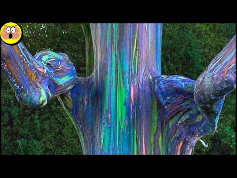 Video: Warum ist der Regenbogen-Eukalyptusbaum bunt?