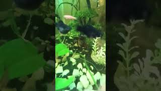 asmr water sounds for sleep, asmr water sounds fish tank asmr watersounds