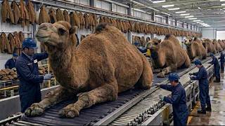 Inside Grey Brahman Bull Processing Factory  White Horn &amp; Premium Grey Leather Jackets