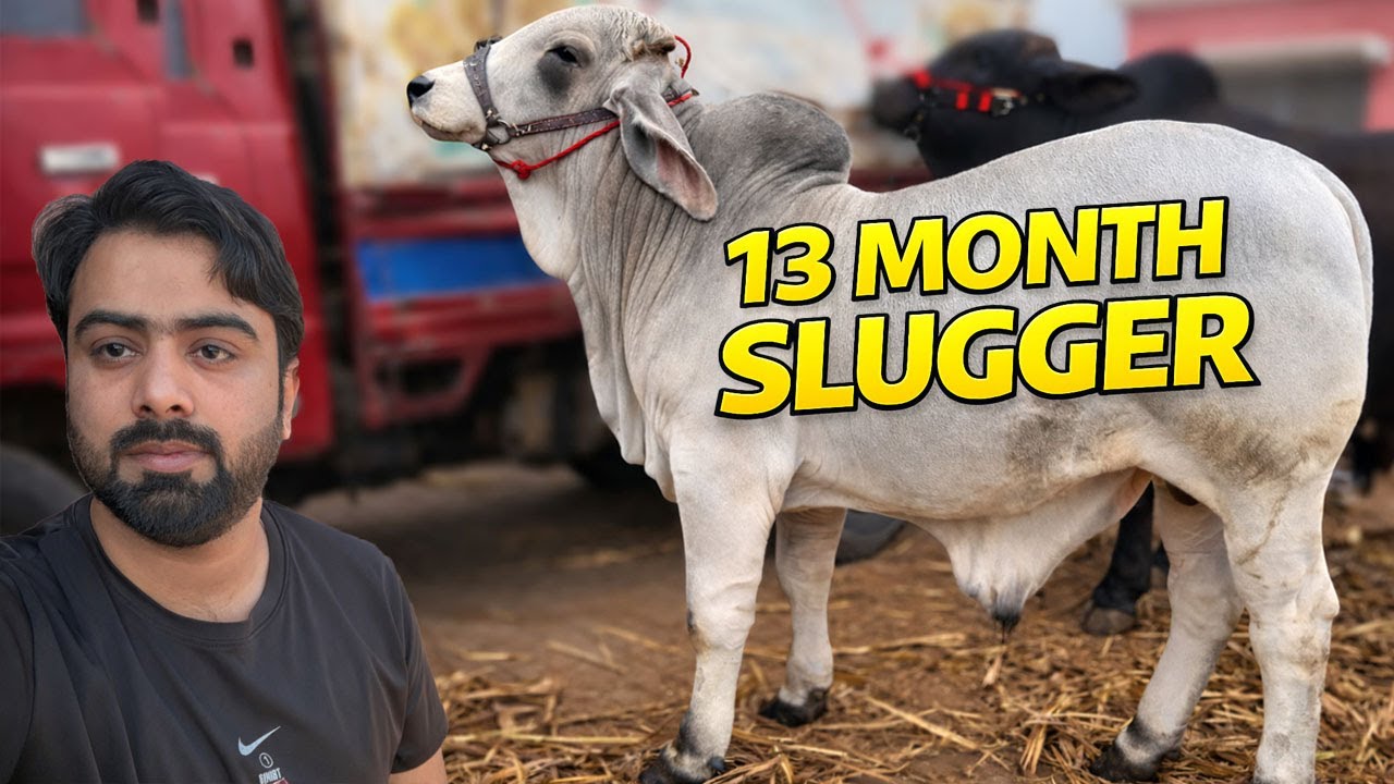 13-месячный малыш 😱 | Такой замечательный ребенок впервые в Мултане! 🐂mandi 12133131