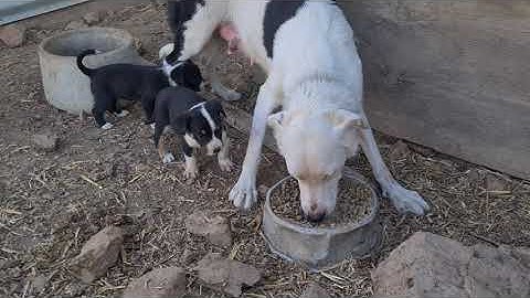 How Dogs Work in The Real World - Negative Reinforcement & Punishment