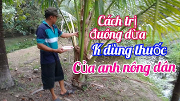 Cách trị đuông ăn dừa không cần dùng thuốc rất đơn giản và thân thiện