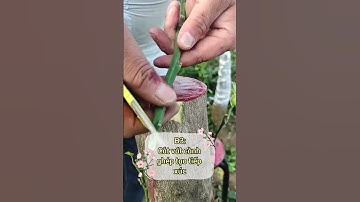 Hướng dẫn ghép cải tạo cây bưởi
