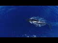 Lunge Feeding Humpback Whales