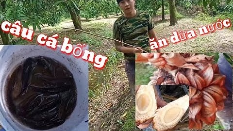 Câu Cá Bống Dừa Và Ăn Dừa Nước Cùng Mấy Đứa Nhóc