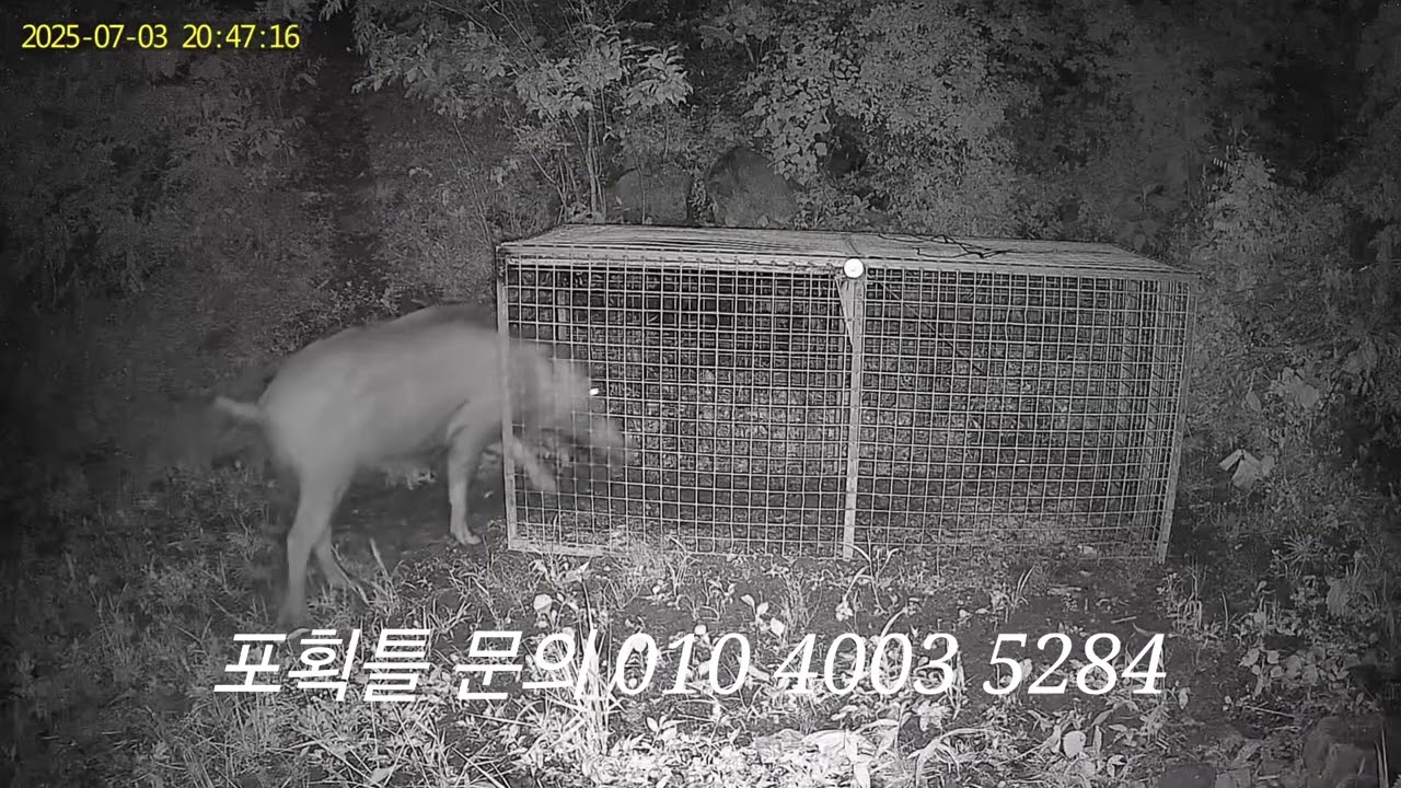 보급형 멧돼지 포획틀에  7월달에 잡히는영상 (포획틀 문의 010 4003 5284)