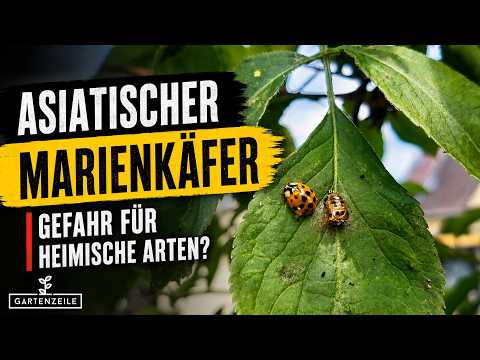 Asian Lady Beetle - A Threat to Our Native Species?