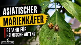 Asiatischer Marienkäfer - Gefahr Für Unsere Heimischen Arten?