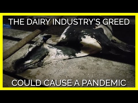 What the Media Won’t Tell You About the Dairy Industry During the Pandemic