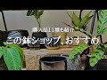 【植え替え方も解説】個性的でおしゃれな鉢を探してるならここ!ネットで買えるおすすめの鉢ショップと購入品11選を紹介 | インテリアとしても