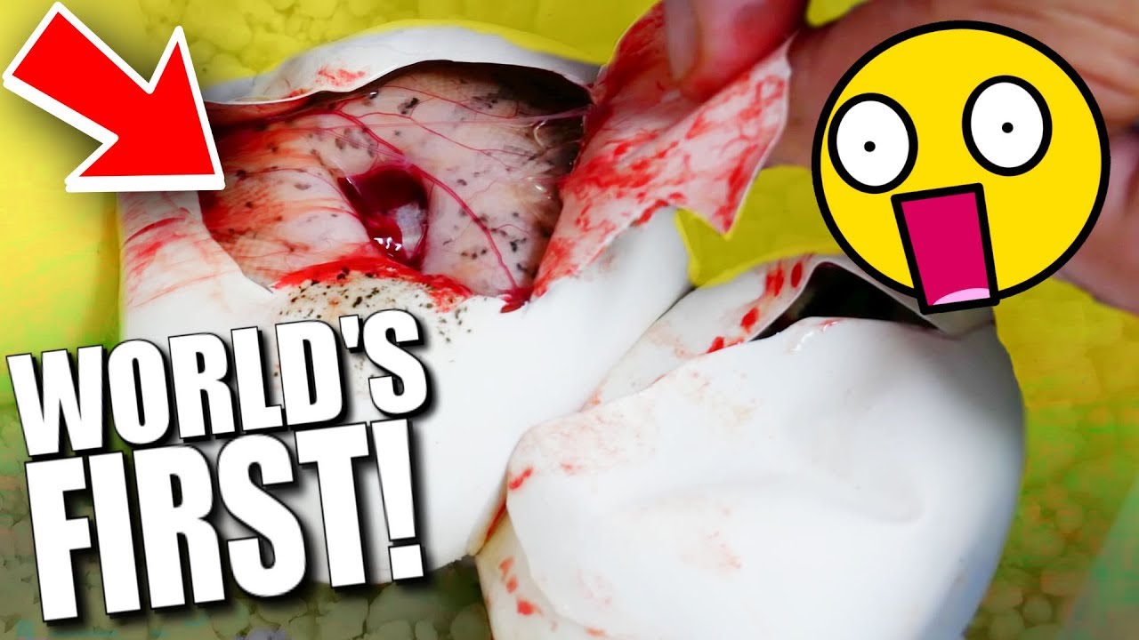 vlogs in spanish CUTTING SNAKE EGGS! GOT WORLDS FIRST SNAKES!! | BRIAN BARCZYK
